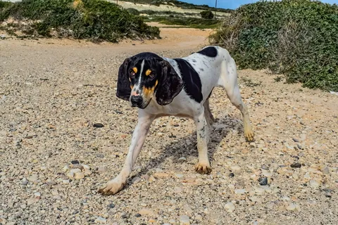 狗，流浪，友好，好奇，动物，户外，无家可归，饥饿