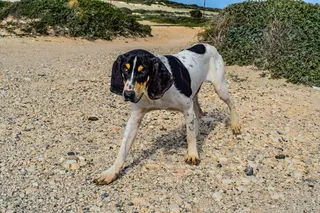 狗，流浪，友好，好奇，动物，户外，无家可归，饥饿