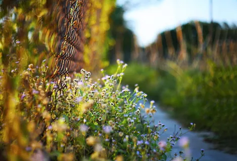 紫花的选择性聚焦摄影