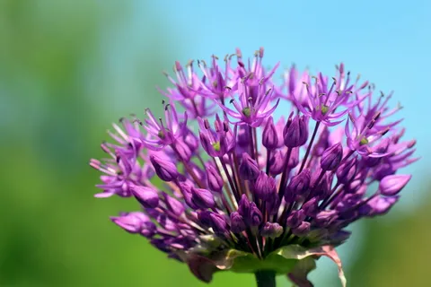 韭菜，观赏，洋葱，大葱，葱，观赏洋葱，大葱，花朵