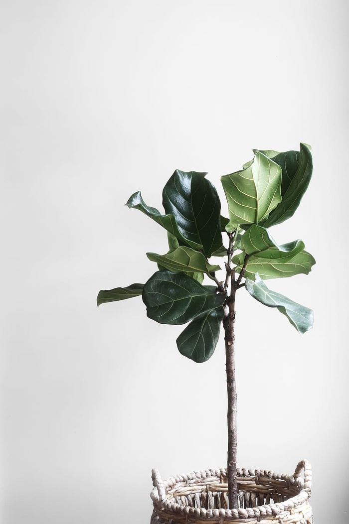 篮子，灰色，绿色，叶子，植物，花盆，白色，叶子