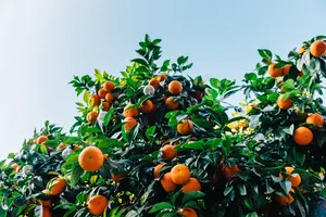 橙子、水果、营养、多汁、食物、植物、维生素、健康