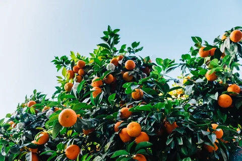 橙子、水果、营养、多汁、食物、植物、维生素、健康 橙子、水果、营养、多汁、食物、植物、维生素、健康