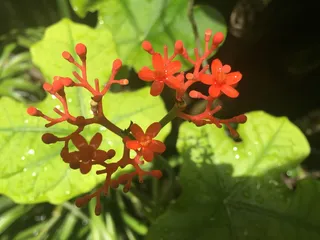 植物, 花园, 草本植物, 人参, 增长, 花, 开花植物, 自然之美
