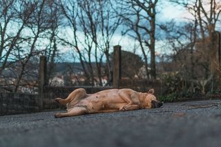 棕色狗躺在混凝土上的照片