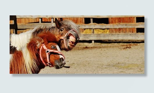 两匹，棕色和白色的马，笼子，马，玩耍，有趣，动物，海马