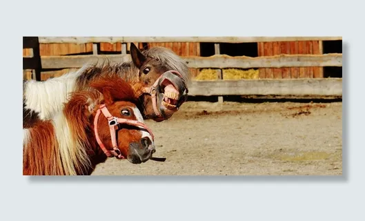 两匹，棕色和白色的马，笼子，马，玩耍，有趣，动物，海马