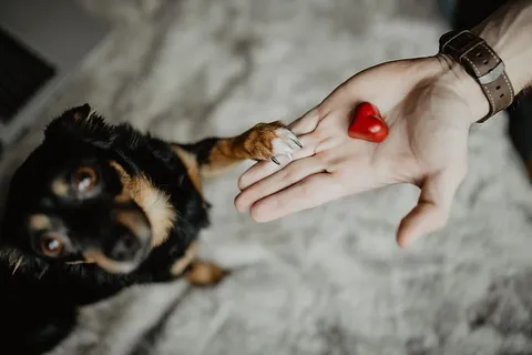 给一只可爱的狗的小礼物