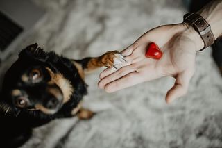 给一只可爱的狗的小礼物