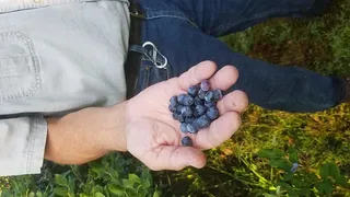 农夫，手，蓝莓，植物，人的手，手，人的身体部分，一个人