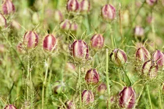 照片，紫色，花瓣状花朵，绿色中的处女，灌木中的格雷琴，黑色孜然，金星多毛，hahnenfußgewächs