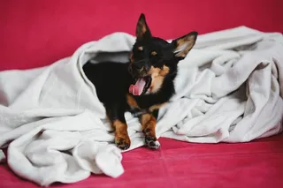 粉红色床上的可爱小狗