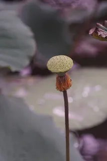 莲花,自然,礼来,花,植物,生长,自然之美,开花植物 莲花,自然,礼来,花,植物,生长,自然之美,开花植物