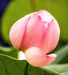 特写照片,粉色,莲花蕾,花朵,莲花,开花,开花,WS塞尔维亚蓝 特写照片,粉色,莲花蕾,花朵,莲花,开花,开花,WS塞尔维亚蓝