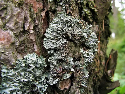 地衣,树皮,树,苔藓,植物,树干,树干,生长 地衣,树皮,树,苔藓,植物,树干,树干,生长