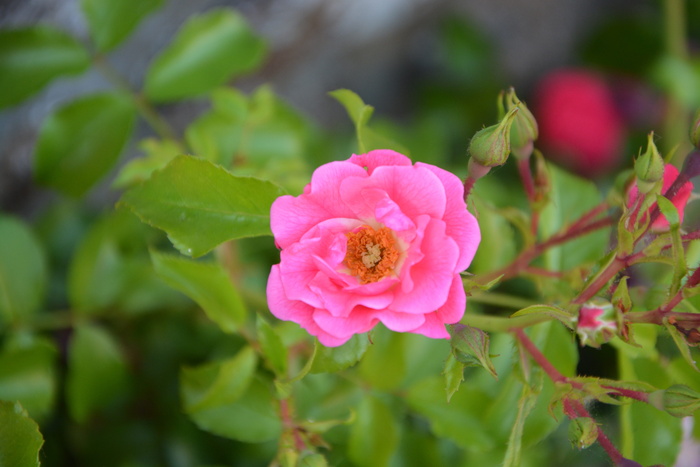 玫瑰花蕾，玫瑰丛，粉红色，自然，花园，灌木，小花，开花