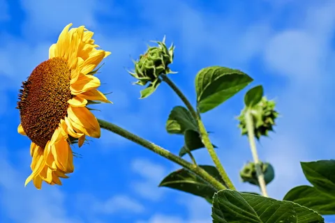 普通,向日葵,白天,太阳花,花,花,五颜六色,傍晚太阳 普通,向日葵,白天,太阳花,花,花,五颜六色,傍晚太阳