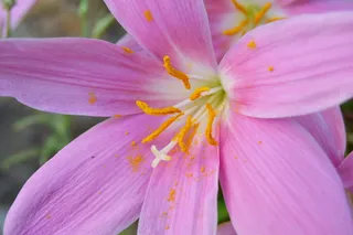 花，野生，藏红花，藏红花，藏红花，野生藏红花，花盆，花瓣，脆弱