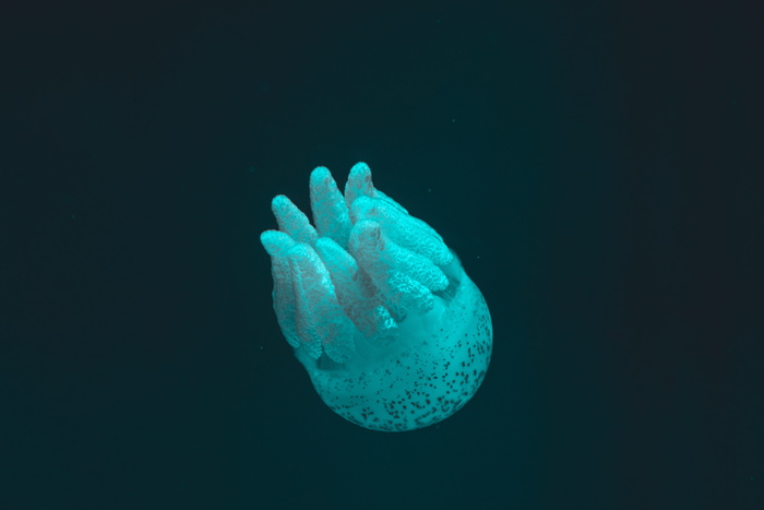 水母特写照片