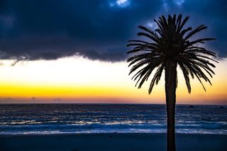 岸边树木的轮廓