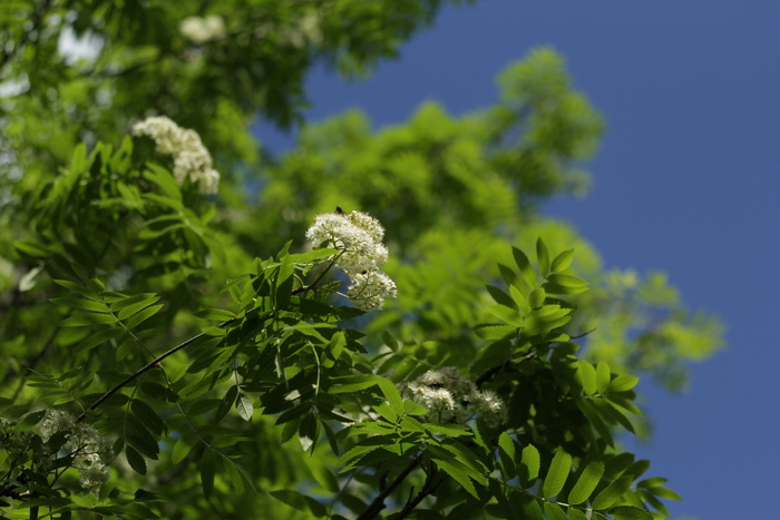 鲜花, 罗文, 盛开的山灰, 植物, 增长, 绿色, 自然之美, 花