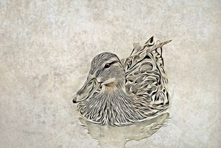 图形、数字、鸭子、鸟、自然、复古、棕色、动物主题