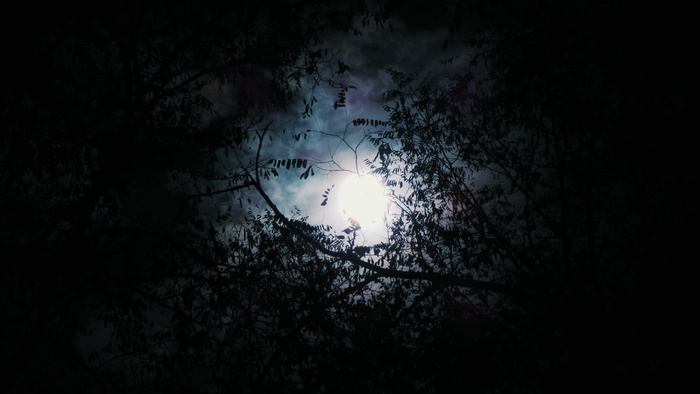 月光，树林，树木，森林，黑暗，夜晚，月亮，云