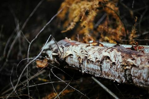 在秋天的森林里散步