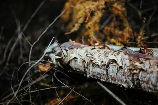 在秋天的森林里散步