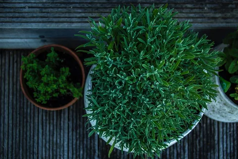 绿色,植物,花盆,户外,花园,自然,绿色,生长 绿色,植物,花盆,户外,花园,自然,绿色,生长