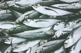 在食品市场出售的鱼