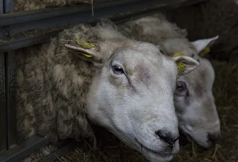 两者,texel,may,农业,羊毛,动物主题,动物,牲畜 两者,texel,may,农业,羊毛,动物主题,动物,牲畜