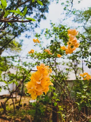 厂, 开花, 花, 树, 玫瑰, 天竺葵, 水仙花, 花瓣