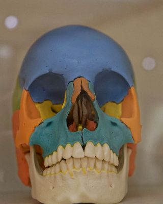 英国，伦敦，威康系列，蓝色，医学，头骨，颜色，科学