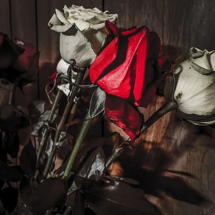 鲜花，玫瑰，情人节，爱，自然，室内，红色，没有人