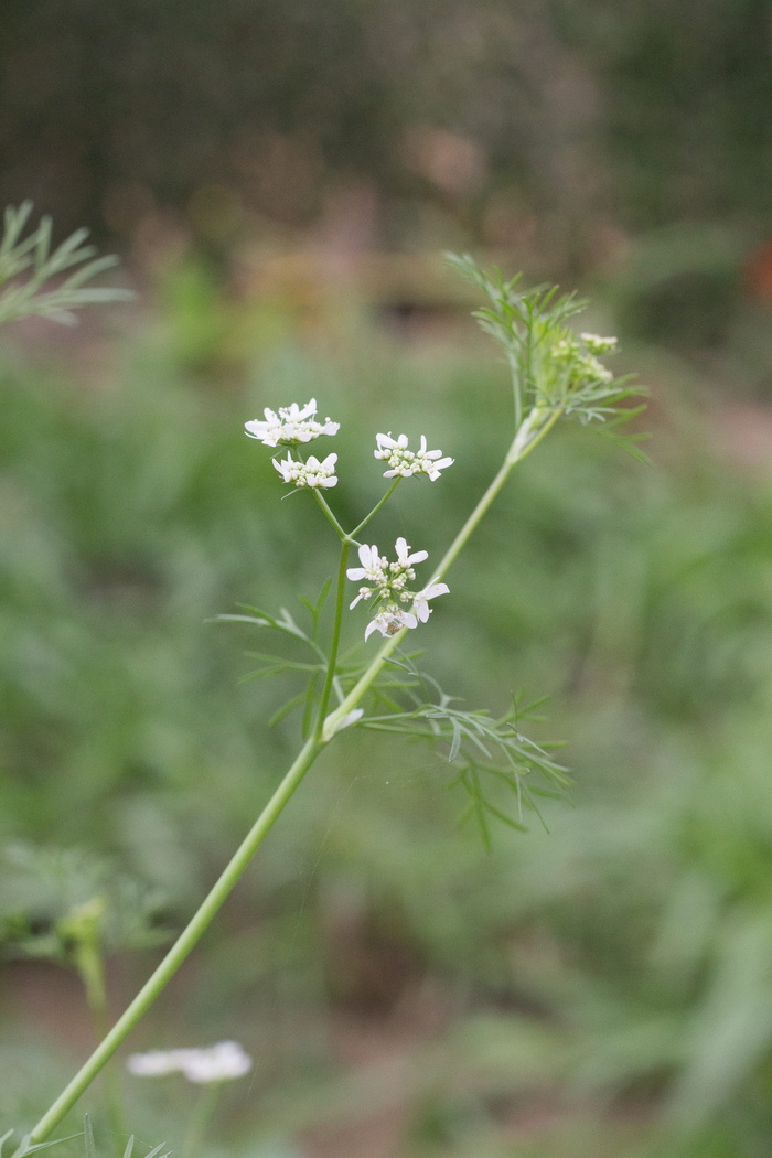 香菜，新鲜芫荽，呵呵，然而，吐司的味道，我们的味道，芫荽，芫荽