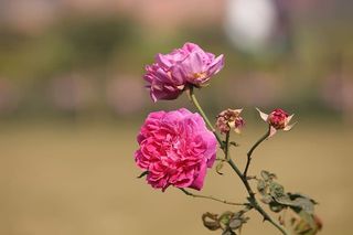 自然，花卉，植物，花园，户外，玫瑰，开花植物，植物