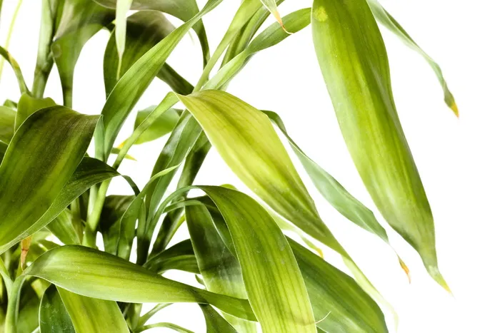 特写、孤立、树叶、嫩脉、绿色、水平、田野、夏季