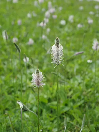 车前草，车前草，车前草，车前草，野花草甸，草甸，花，花，开花