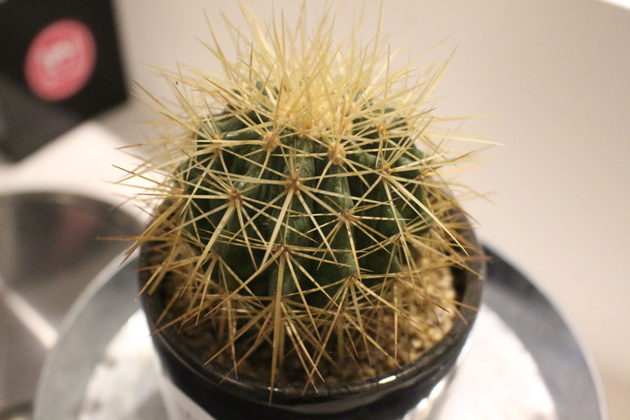 仙人掌，肉质植物，植物，自然，肉质，迷你盆栽，肉质植物，特写