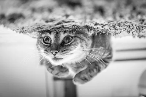 猫的特写镜头 猫的特写镜头