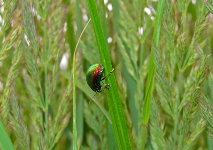 粪甲虫、甲虫、昆虫、自然、绿色、植物、动物野生动物、动物主题