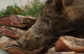 野猪，熟食店，狩猎，火腿，游戏，一种动物，动物主题，没有人