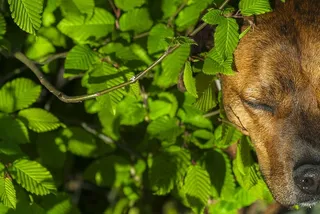 狗，和平，树叶，可爱，睡眠，树枝，绿色，动物