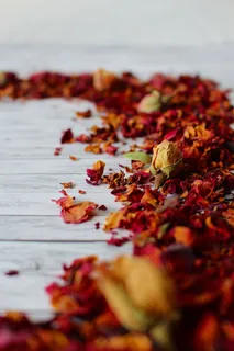 trockenblume,植物,花朵,花朵,自然,花瓣,浪漫,特写 trockenblume,植物,花朵,花朵,自然,花瓣,浪漫,特写