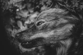 狗，脸，毛茸茸的，可爱的，一只动物，狗，动物主题，动物