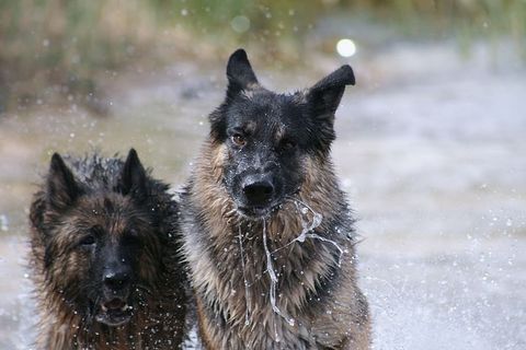 澳大利亚，米尔杜拉，狗，德国牧羊人，默里河，水中的狗，狗，狗