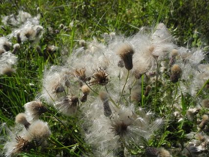 马利筋，种子，积累，宏观，自然，植物，生长，花