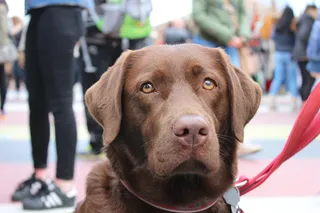 荷兰、鹿特丹、museumpark、棕色、眼睛、狗、肖像、鼻子