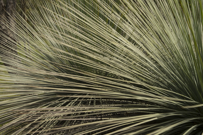 本地植物群，澳大利亚，白带黄孢，生长，特写，背景，全框架，无人物